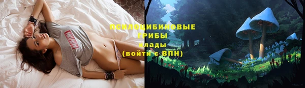 индика Белокуриха